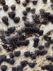 Resupinatus alboniger