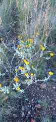 Helichrysum dasyanthum