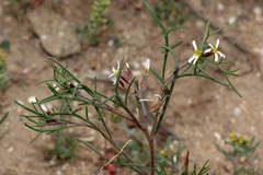 Leptaleum filifolium