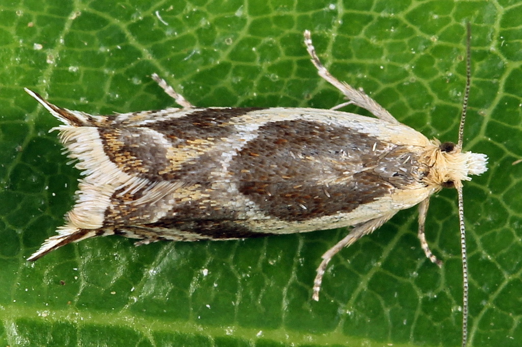 Ancylis habeleri