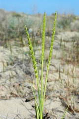 Leymus racemosus