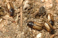 Bodilus punctipennis