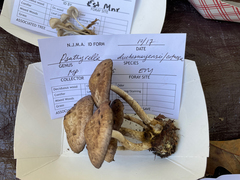 Psathyrella duchesnayensis