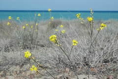 Erysimum siliculosum