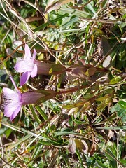 Gentianella aspera