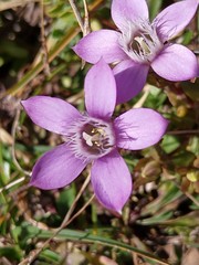 Gentianella aspera