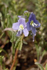 Veronica amoena