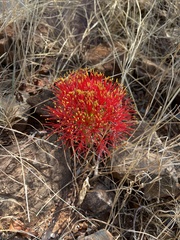 Scadoxus multiflorus multiflorus
