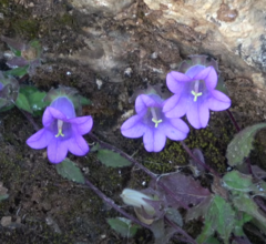 Campanula tubulosa