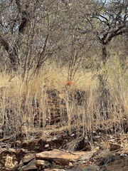Scadoxus multiflorus multiflorus