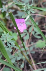Dianthus anatolicus