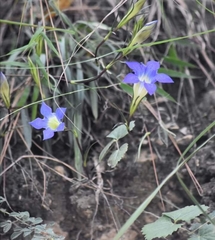 Gentiana kurroo