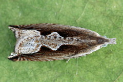 Ancylis geminana