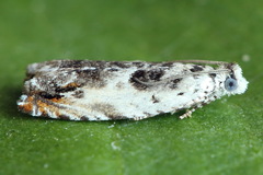 Ancylis laetana