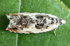 Ancylis laetana
