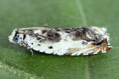 Ancylis laetana