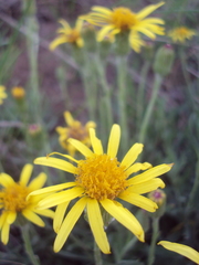 Senecio ceratophylloides