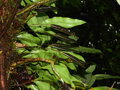 Elaphoglossum mitorrhizum