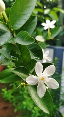 Wrightia antidysenterica