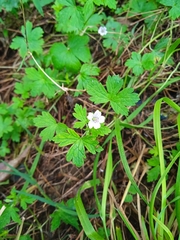 Geranium nepalense