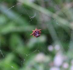Macracantha hasselti