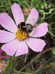 Bombus terrestris