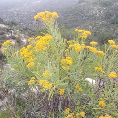 Flaveria cronquistii