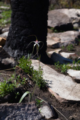 Caladenia splendens