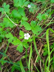 Geranium nepalense