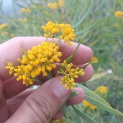 Flaveria cronquistii