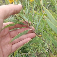 Flaveria cronquistii