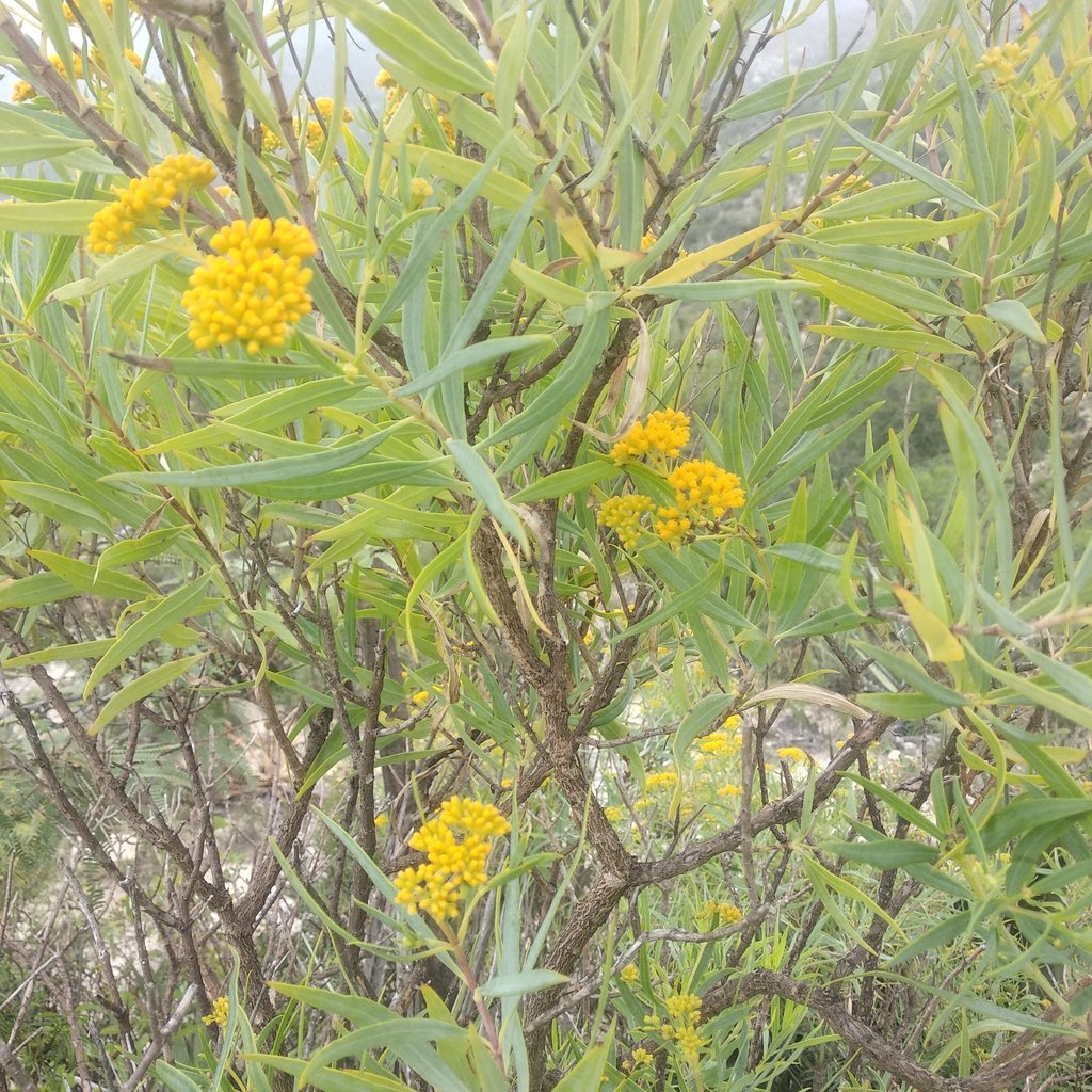 Flaveria cronquistii