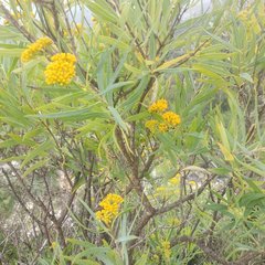 Flaveria cronquistii