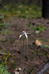 Caladenia splendens