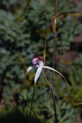 Caladenia splendens