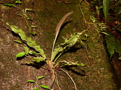 Elaphoglossum longifolium