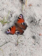 Aglais io