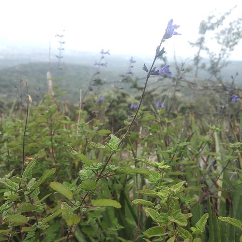 Salvia gonzalezii