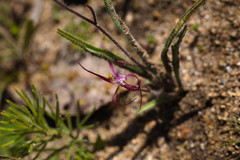 Caladenia footeana