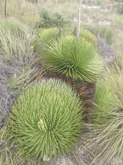 Agave stricta