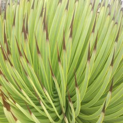 Agave stricta