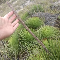 Agave stricta