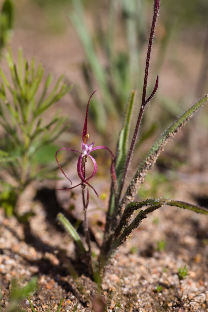 Caladenia footeana