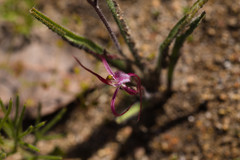 Caladenia footeana
