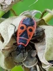 Pyrrhocoris apterus