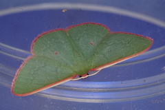 Chlorocoma rhodothrix