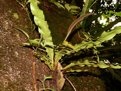Elaphoglossum longifolium