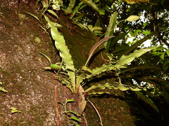 Elaphoglossum longifolium