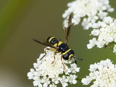 Ceriana vespiformis