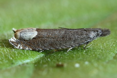 Ancylis tineana